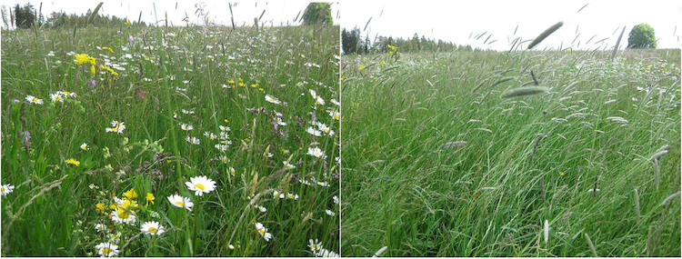 1. Flora: Vergleich der Vegetationsstrukturen auf Maßnahmenflächen und ungestörten Flächen