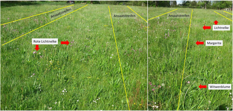 1. Flora: Pflanzenarten auf den ungestörten Dauerflächen