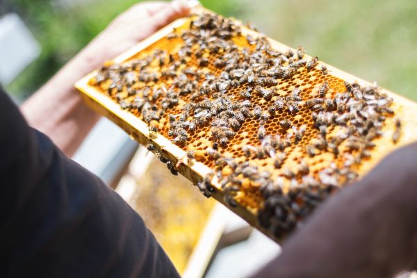 Bienen machen Schule