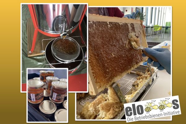 Betriebsbienen-Projekt "elobees"